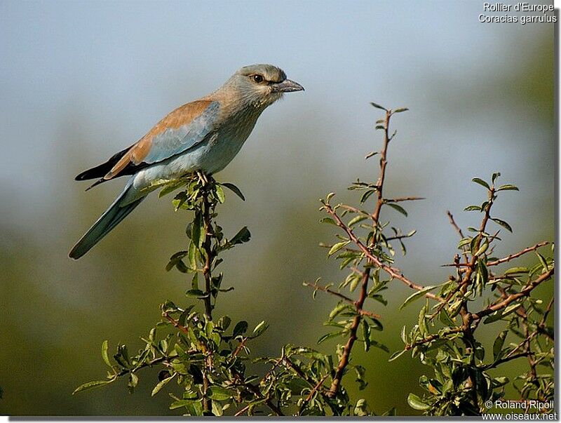 European Rollerjuvenile, identification