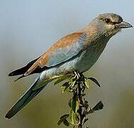 European Roller