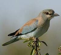 European Roller