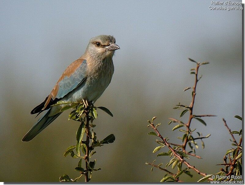 European Rollerjuvenile, identification