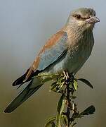 European Roller