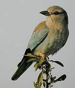 European Roller