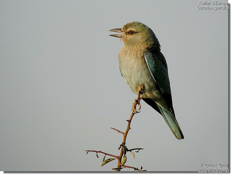 European Rollerjuvenile