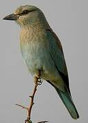 European Roller