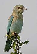 European Roller