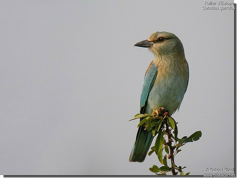 European Rollerjuvenile, identification