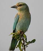 European Roller