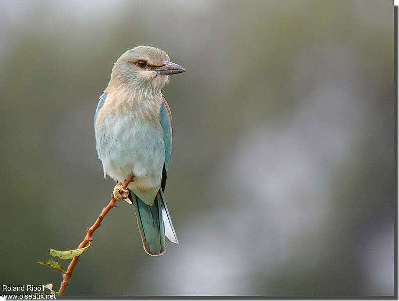 Rollier d'Europejuvénile, identification