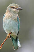 European Roller