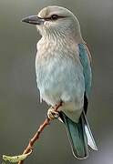 European Roller