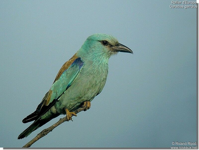 European Rolleradult breeding