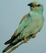 European Roller