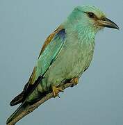 European Roller