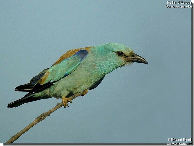 European Rolleradult breeding