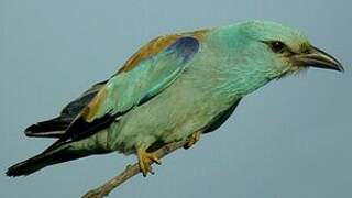 European Roller