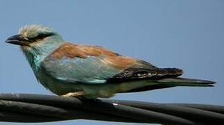 European Roller