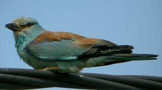 European Roller