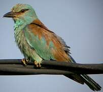 European Roller