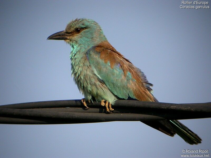 European Rolleradult breeding