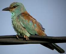 European Roller