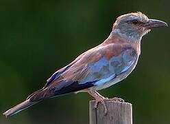 European Roller