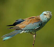 European Roller