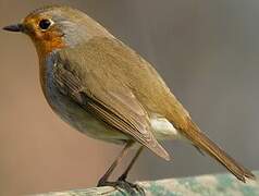 European Robin