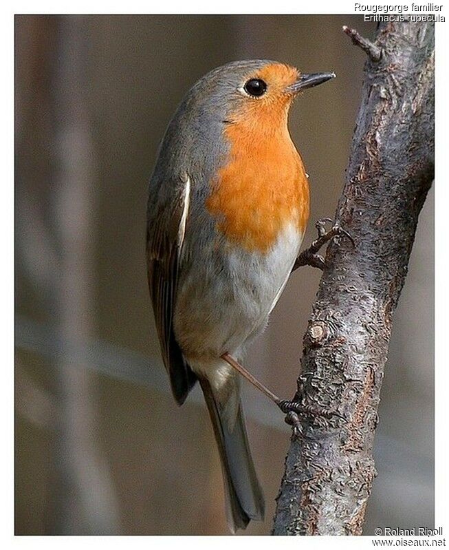 European Robinadult post breeding