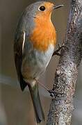 European Robin