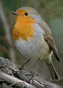 European Robin