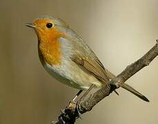 European Robin