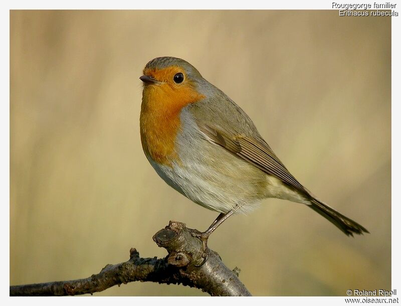 European Robinadult post breeding