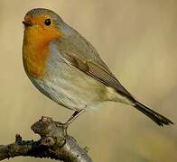 European Robin