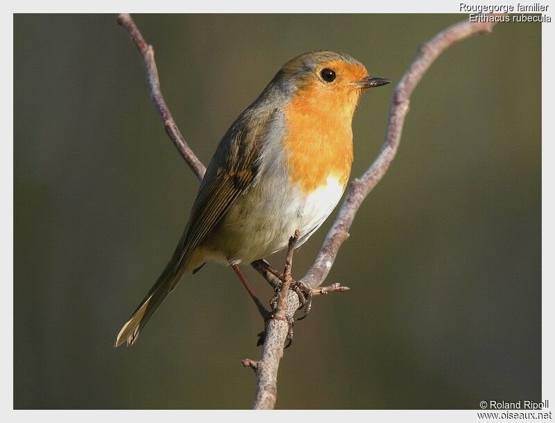 European Robinadult post breeding