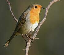 European Robin