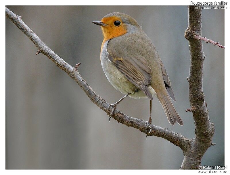 European Robinadult post breeding