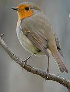 European Robin