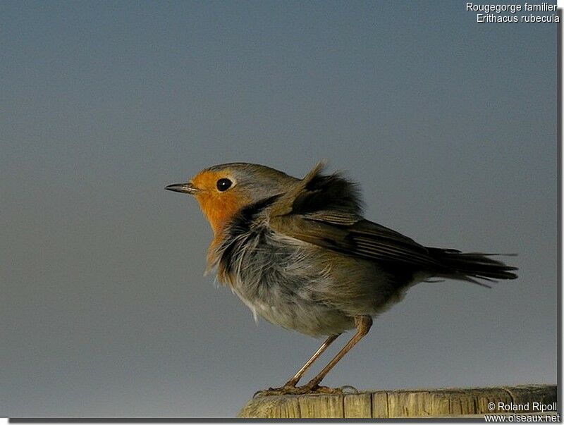 European Robinadult post breeding