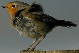 European Robin