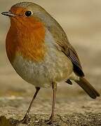 European Robin