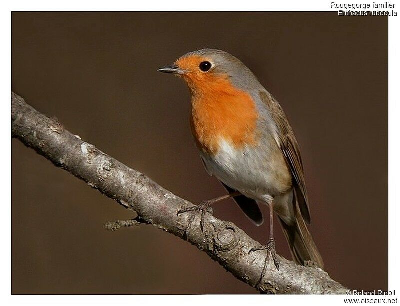 European Robinadult post breeding