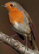 European Robin