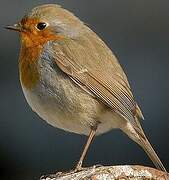 European Robin