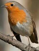 European Robin