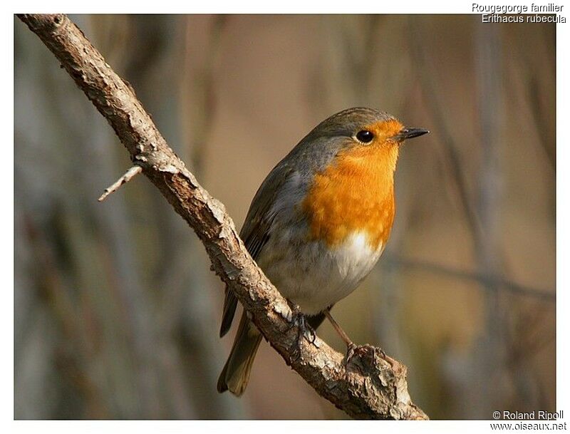 European Robinadult post breeding