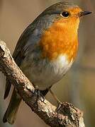 European Robin