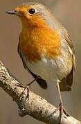 European Robin