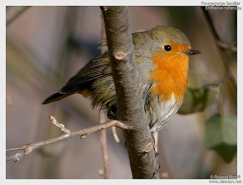 European Robinadult post breeding