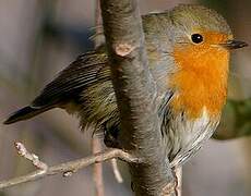 European Robin