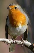 European Robin